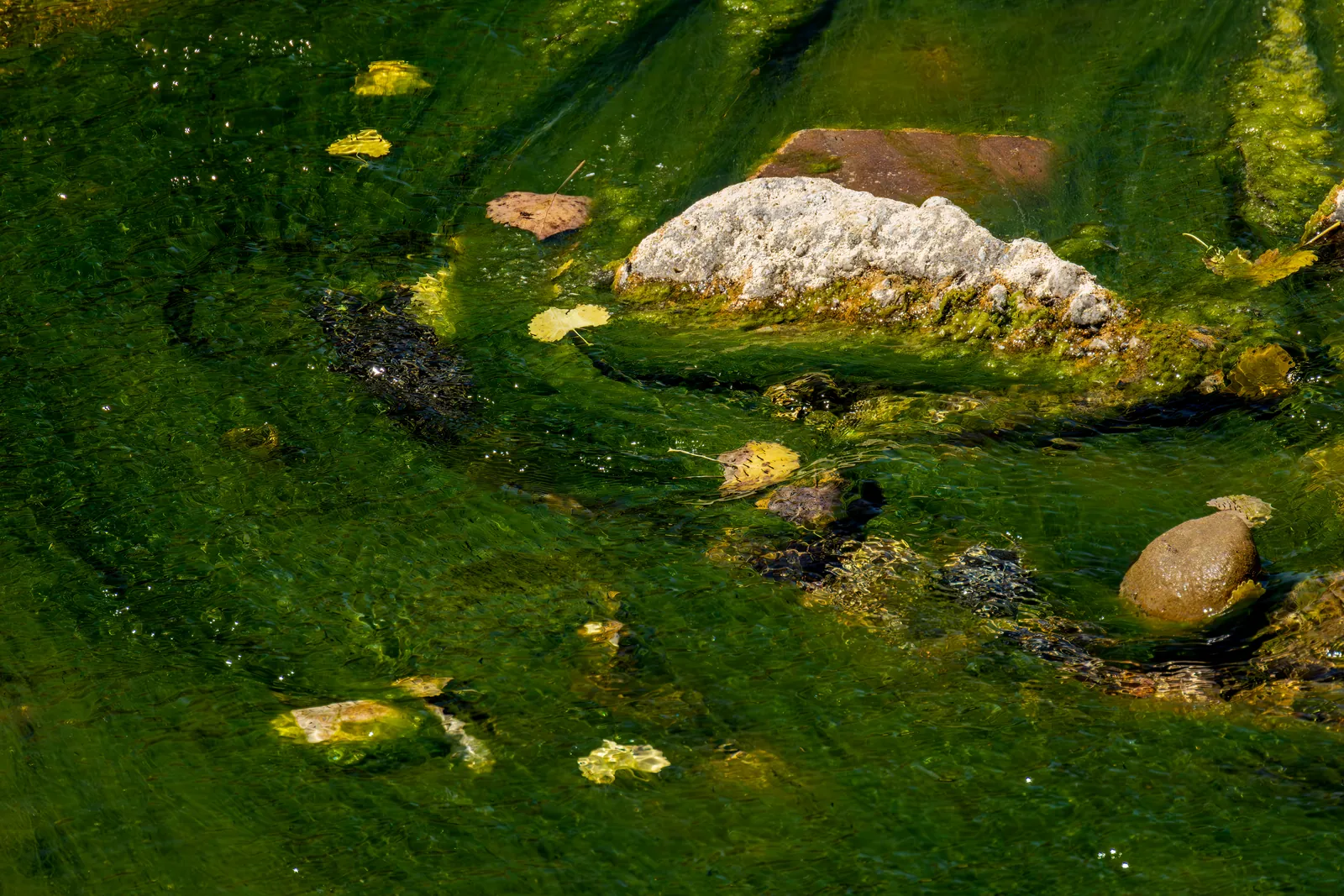 Green algae and rocks in a slow moving river