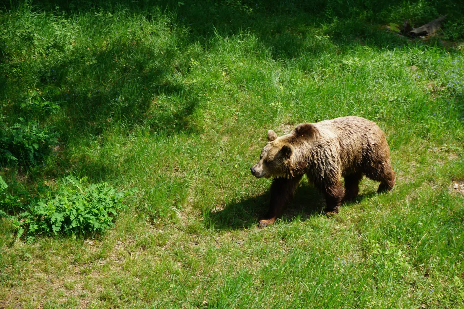 Brown bear walking across a grassy clearing at the edge of the trees