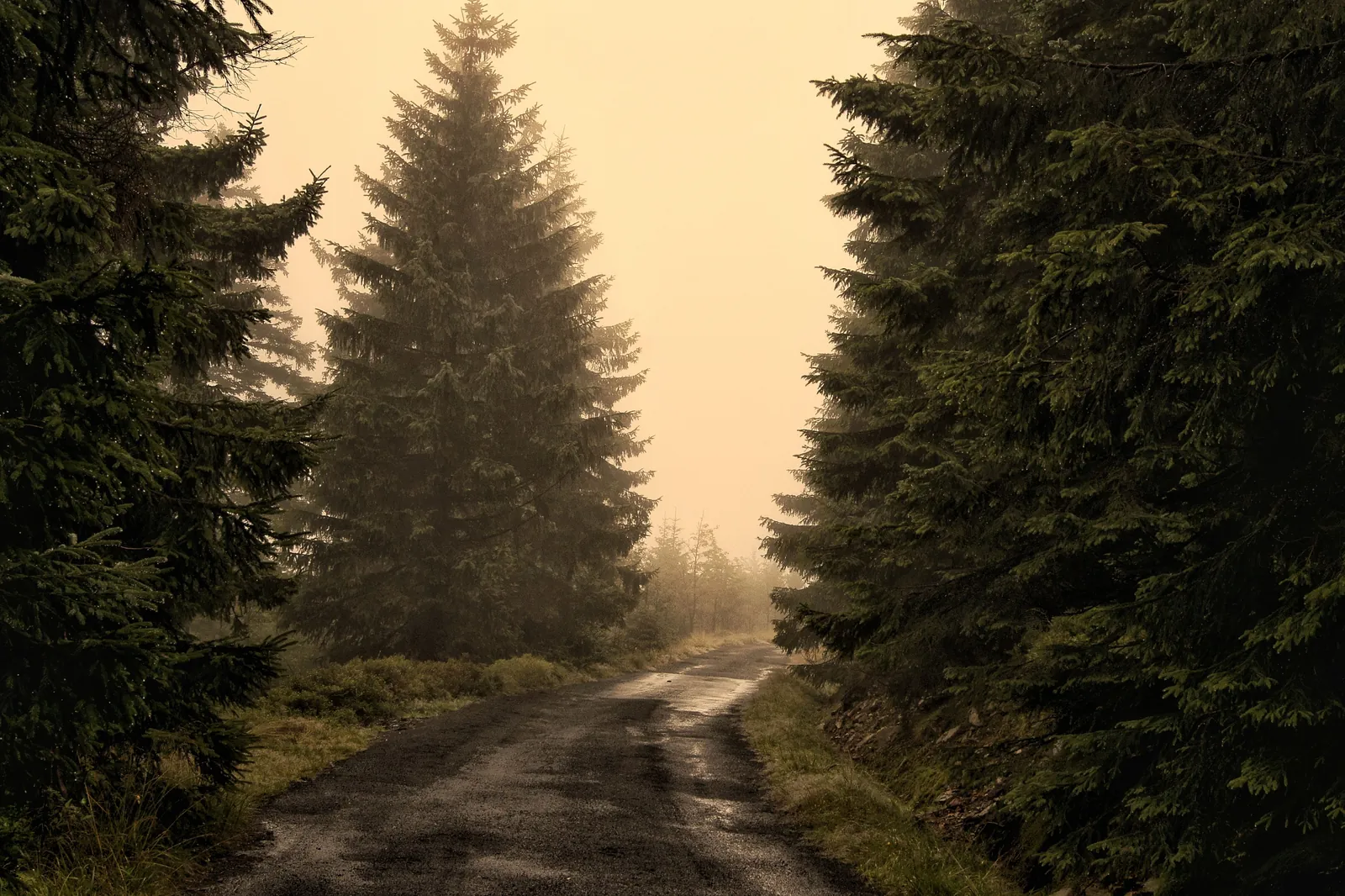 A misty forest road lined with dense evergreen trees at dusk