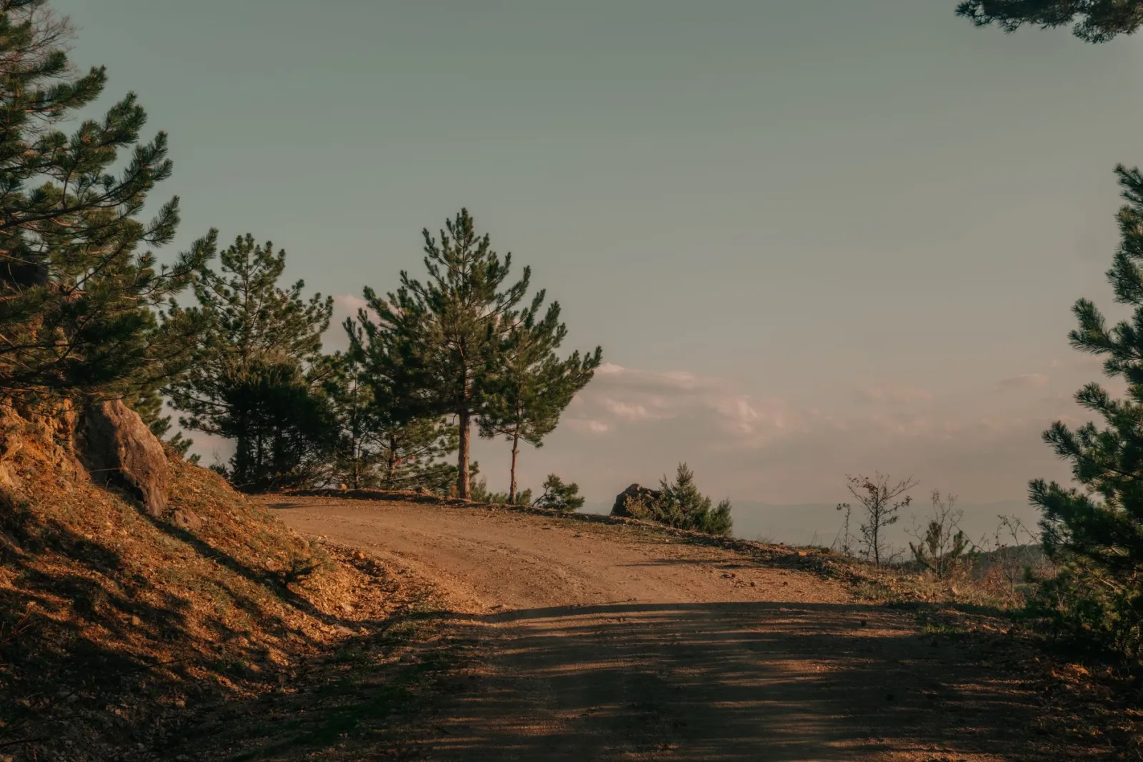 A dirt road running between tall pines under a clear sky