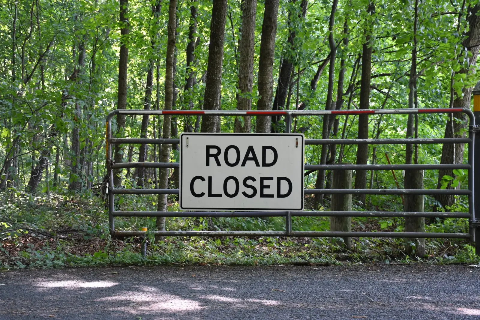 A road closed sign mounted on a metal gate across a forest road