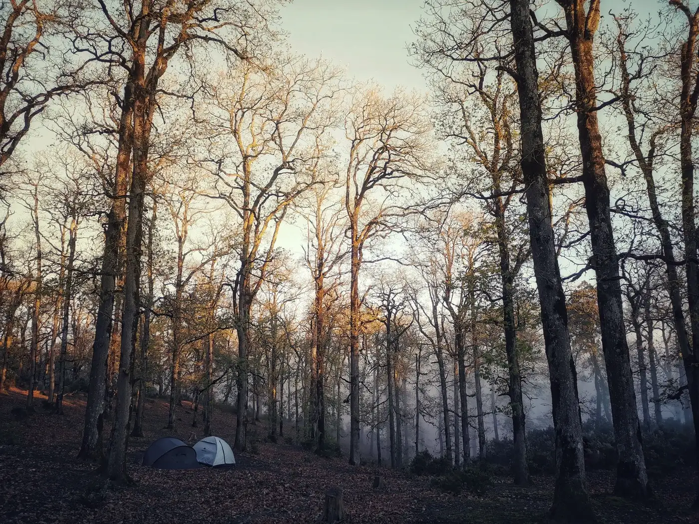 Two small tents at a campsite among bare trees on a cold misty late season morning