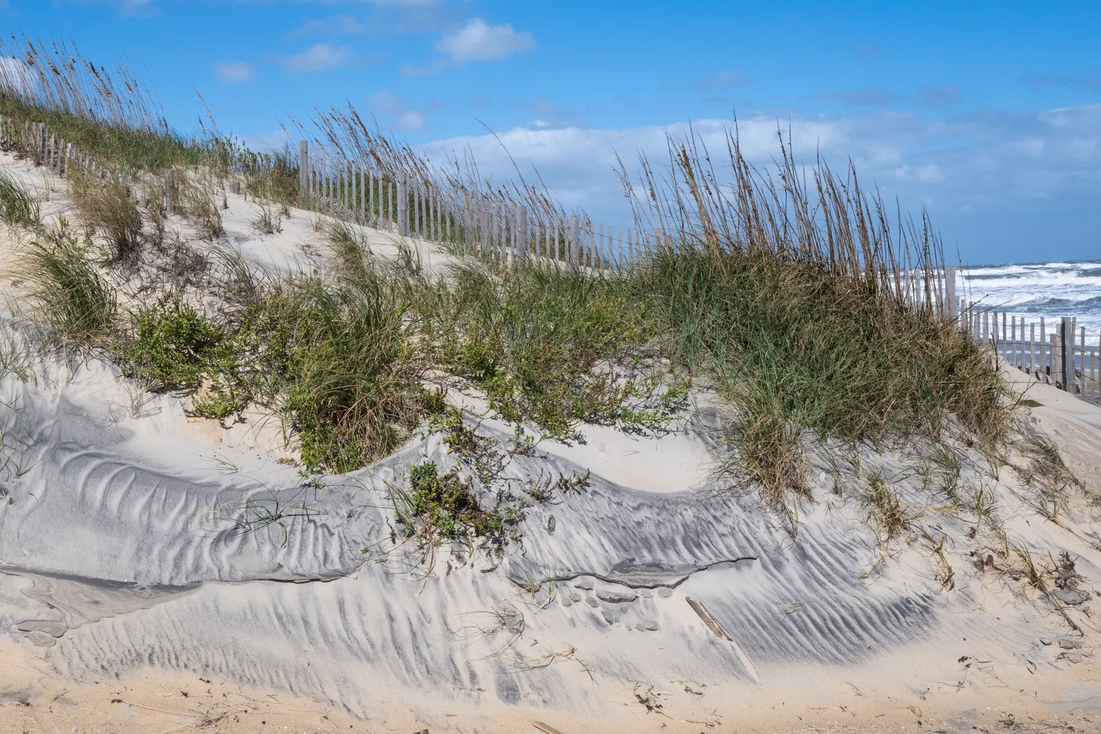 Beach grass and a wooden sand fence on a dune above the ocean at Nags Head, North Carolina