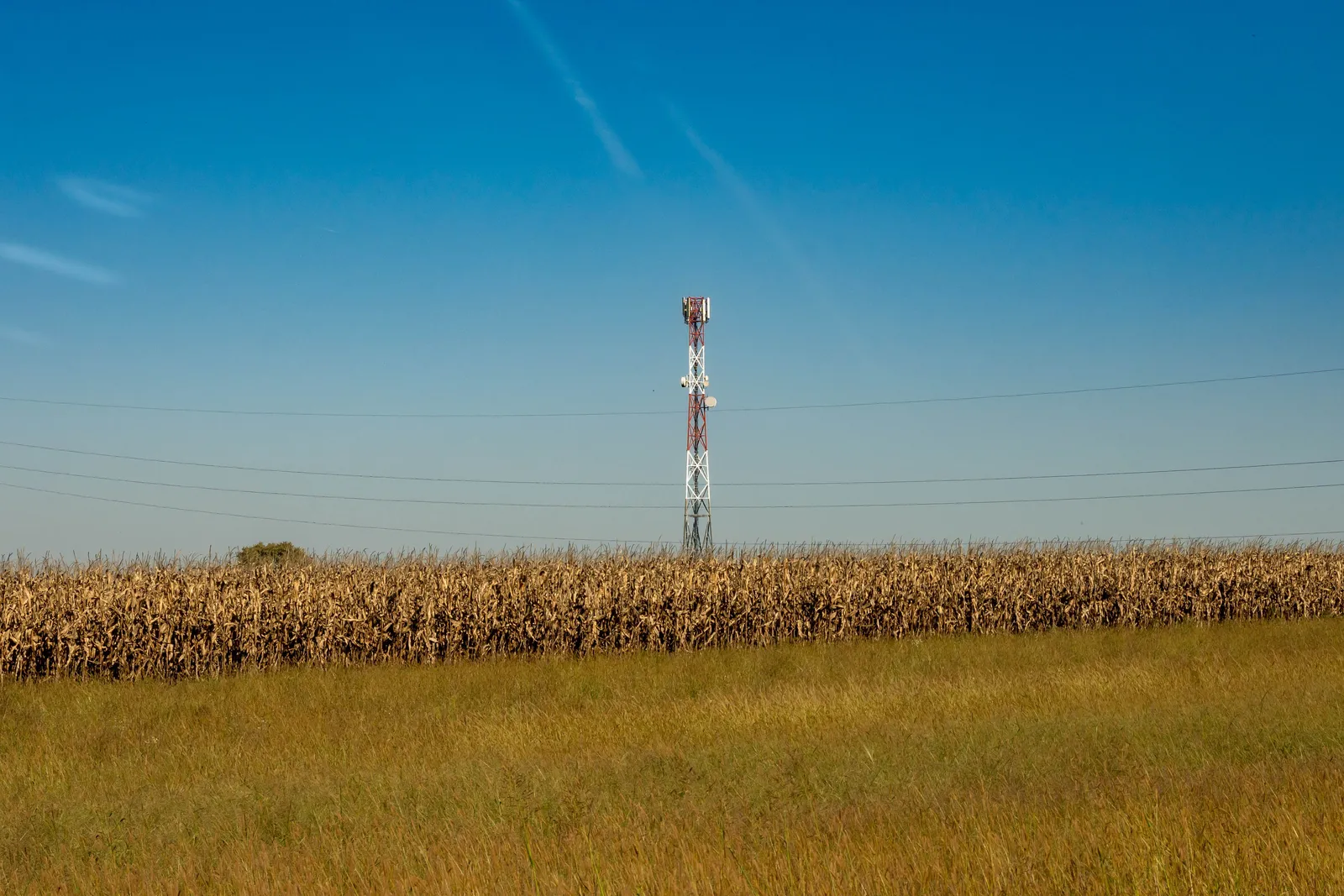 A cell tower standing behind a dry cornfield under a clear blue sky