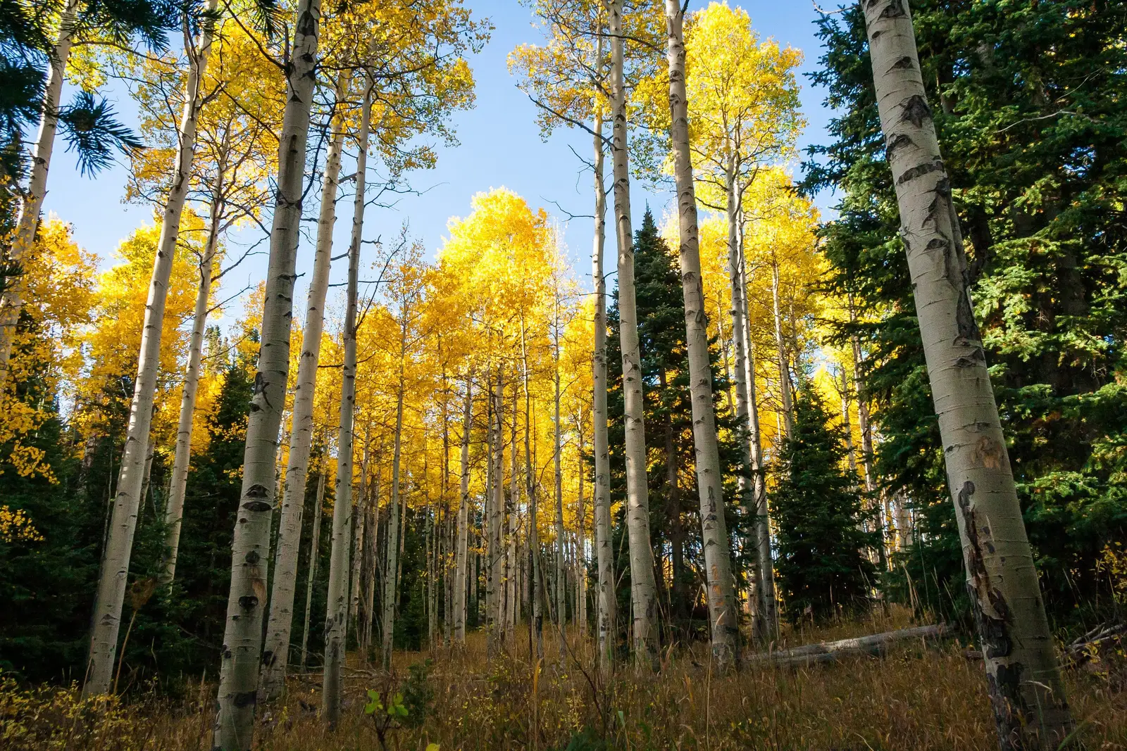 Golden aspens among dark conifers in a Colorado forest in fall