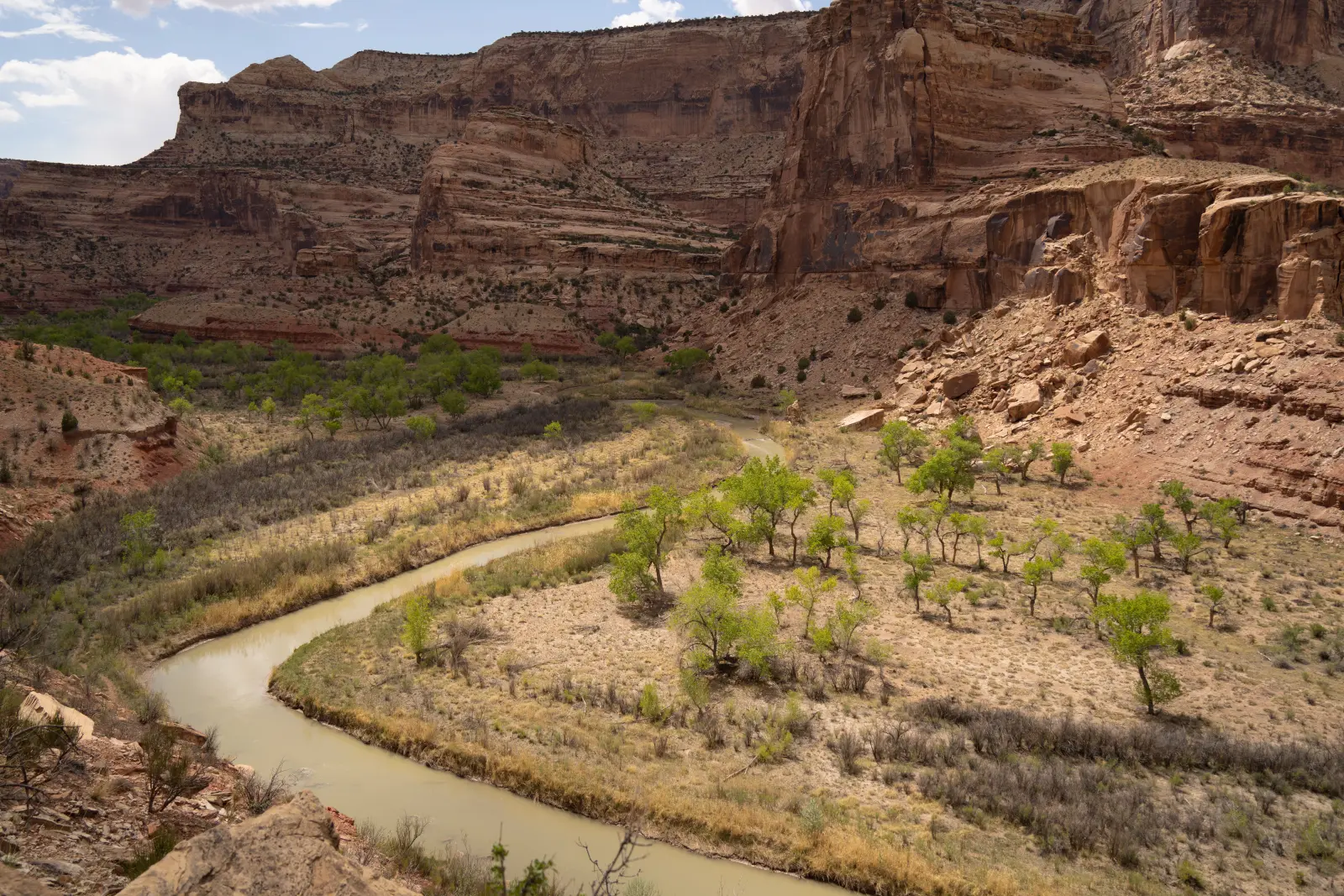 A muddy river bending through a cottonwood flat below layered red sandstone canyon walls