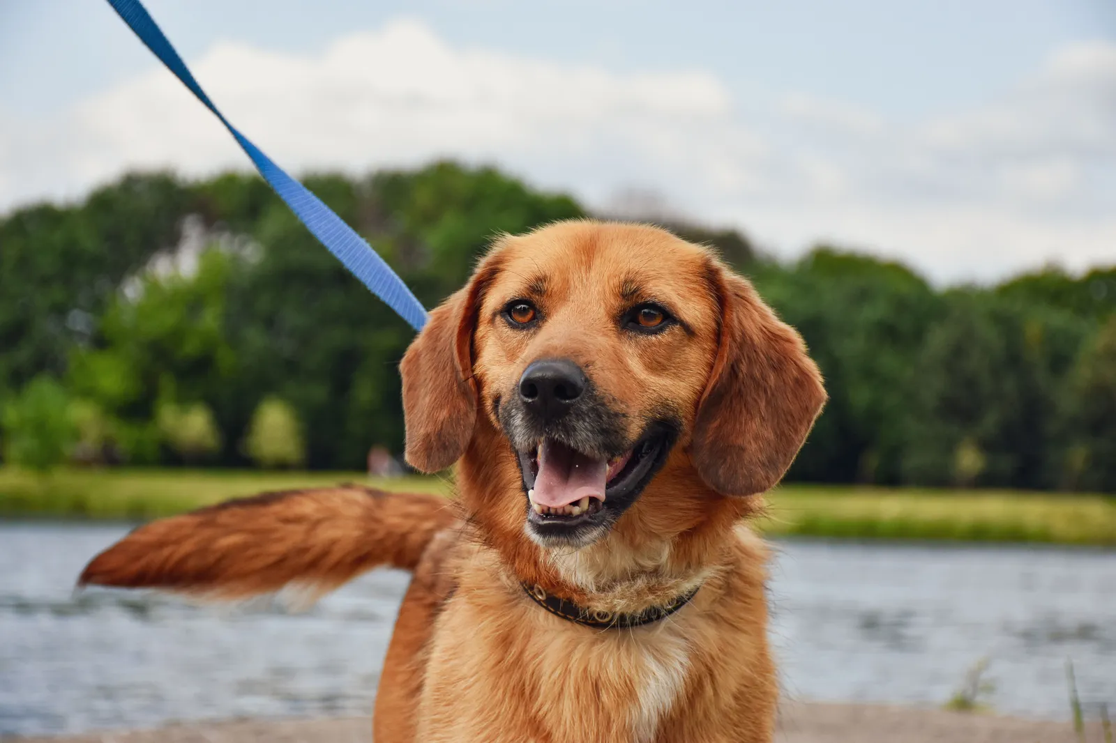 A brown dog on a blue leash beside a lake with trees behind it
