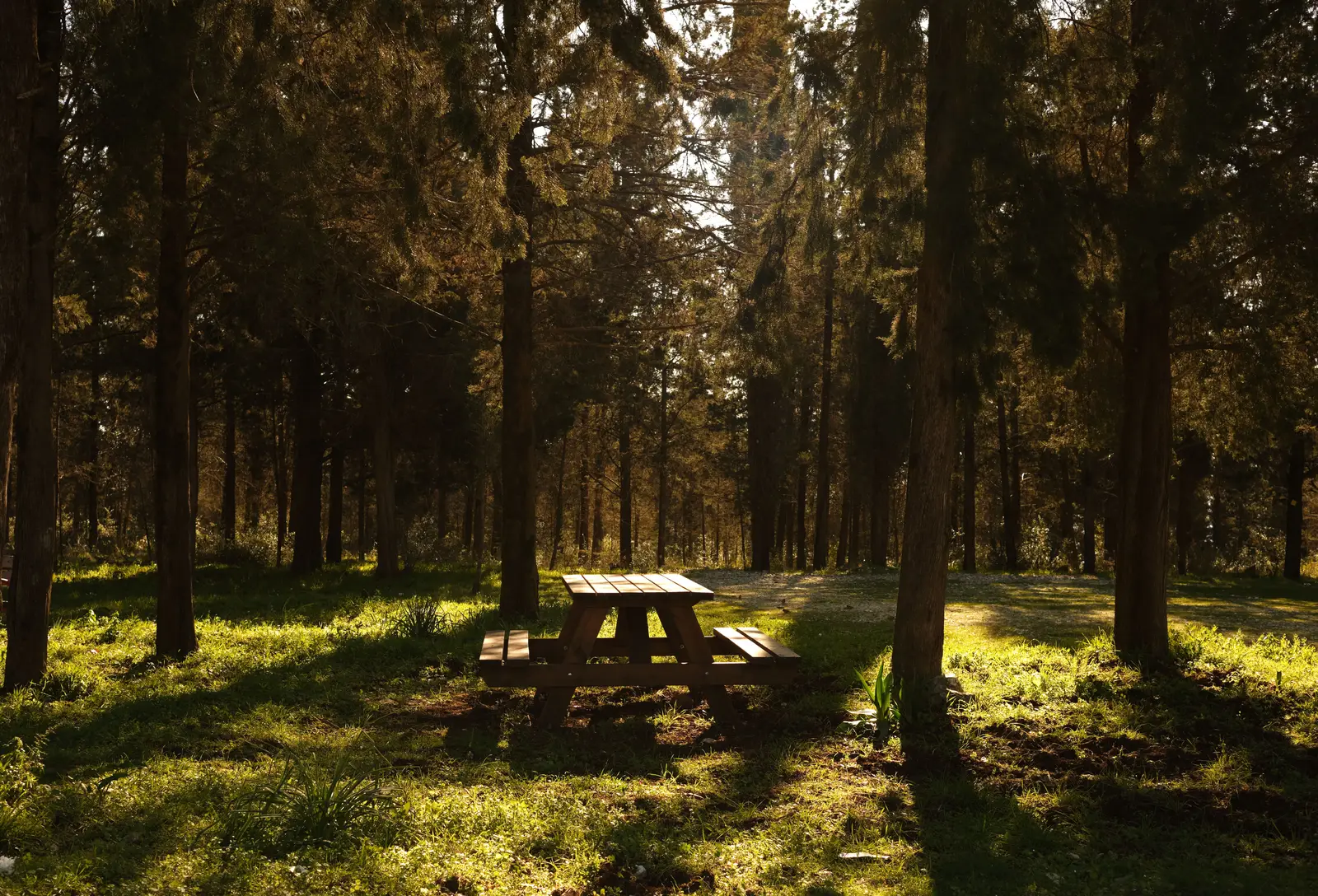 A wooden picnic table in a sunlit clearing among tall conifers