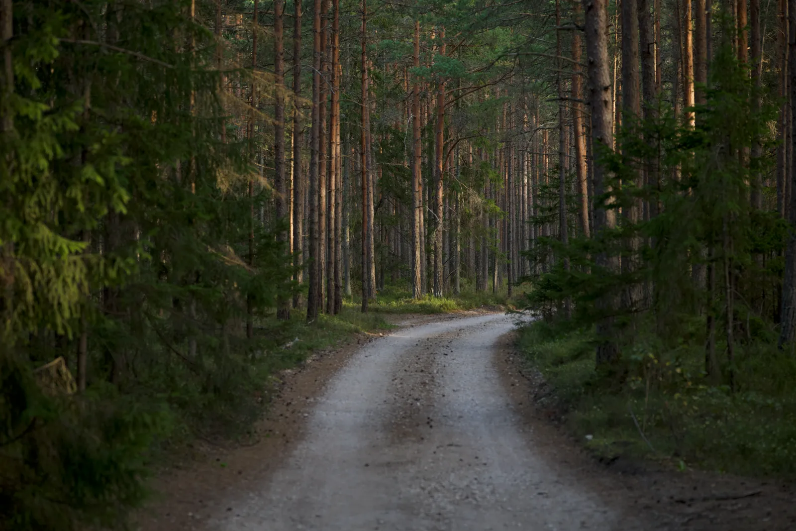 A gravel road running through a stand of tall pines
