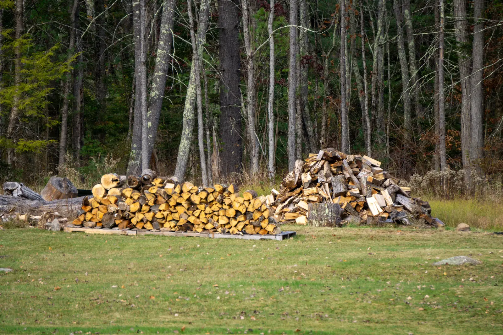 Split firewood stacked beside a fire ring at a forest campsite
