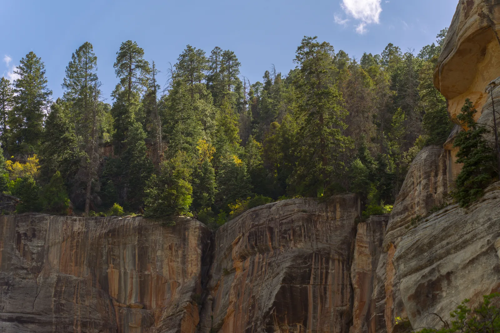 Conifers growing along the edge of a sandstone cliff at the Grand Canyon North Rim