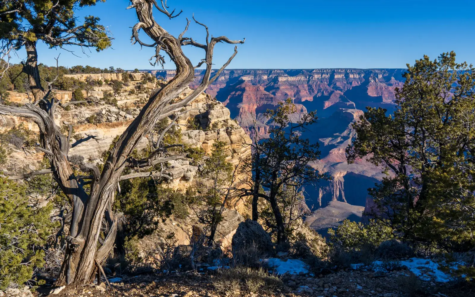 Weathered junipers on the Grand Canyon rim with the canyon dropping away behind them