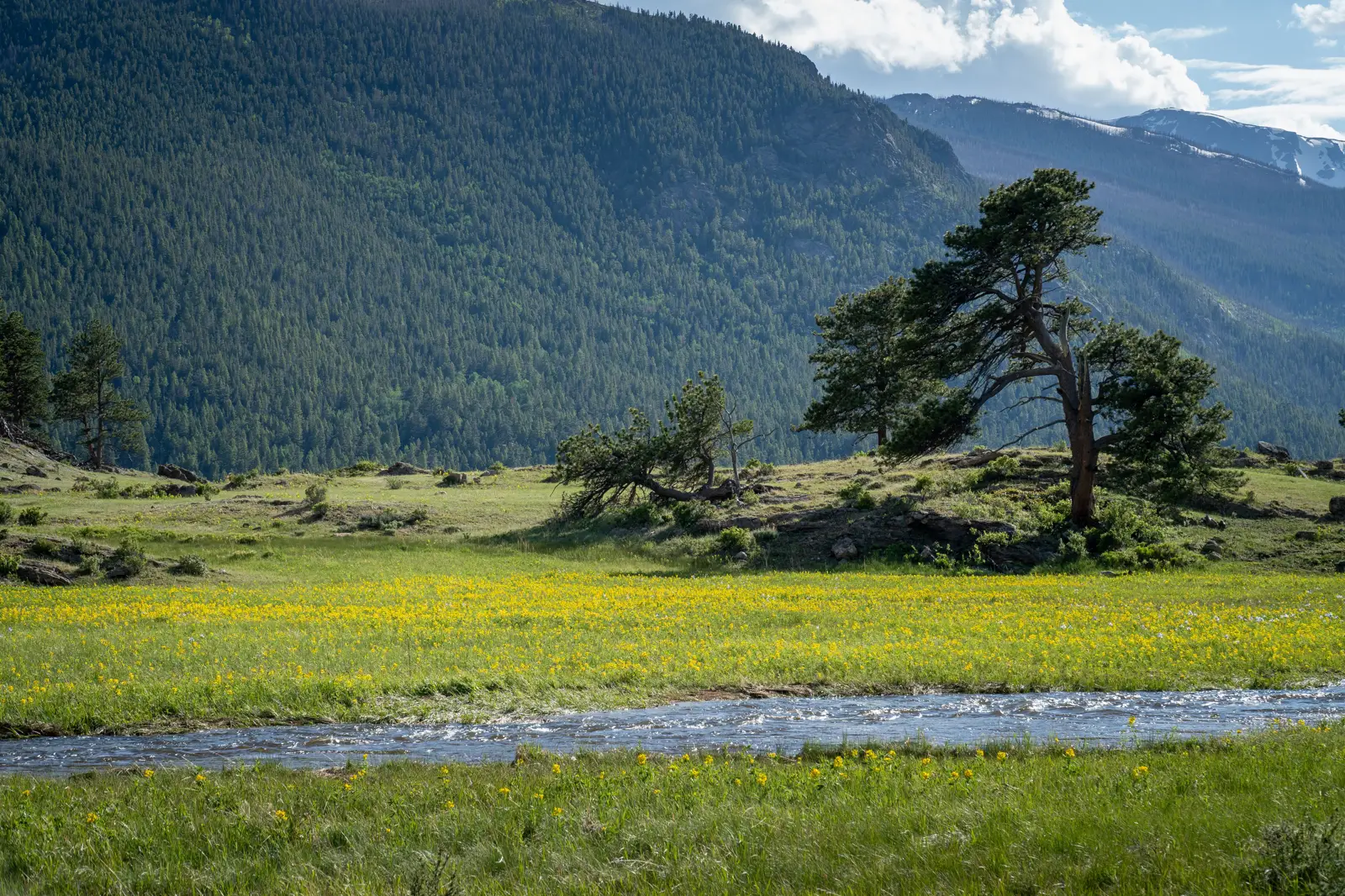 A creek running through a meadow of yellow wildflowers below forested slopes in Rocky Mountain National Park, Colorado
