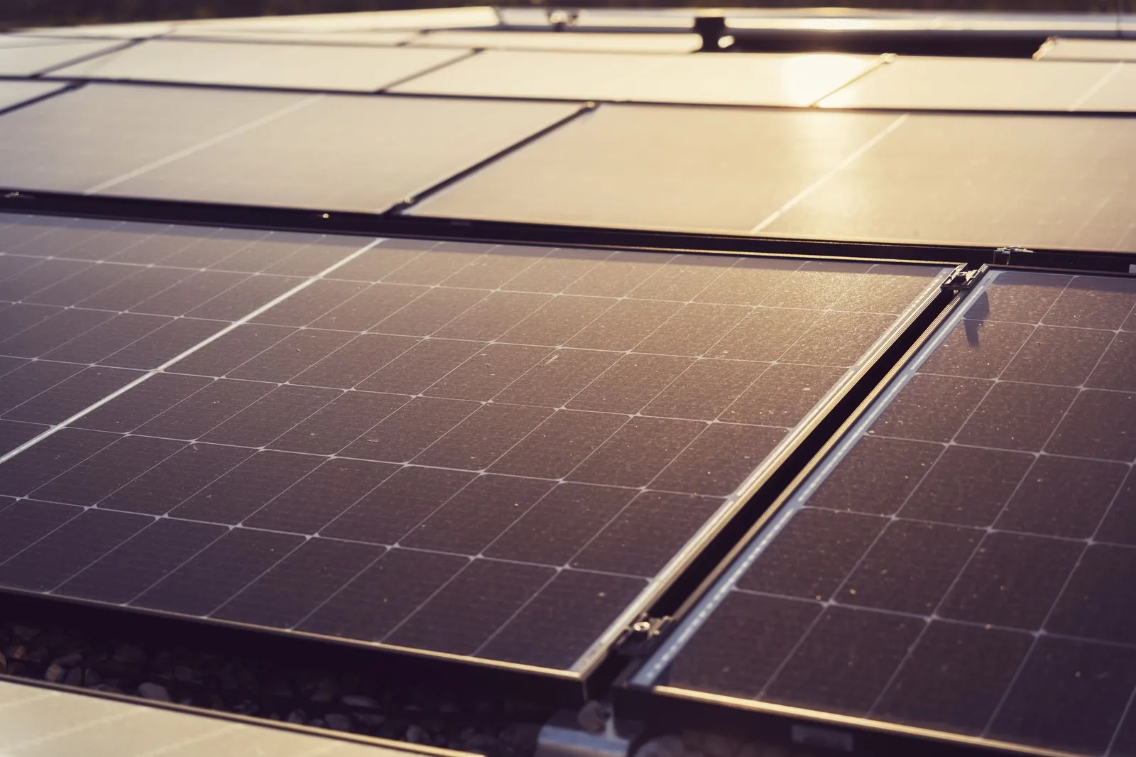 Rows of solar panels mounted flat and lit by low angle sun
