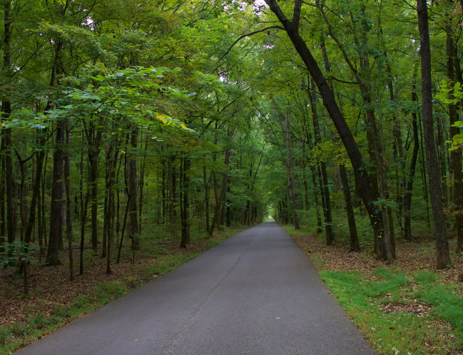 A narrow paved road running through a tunnel of green hardwood trees
