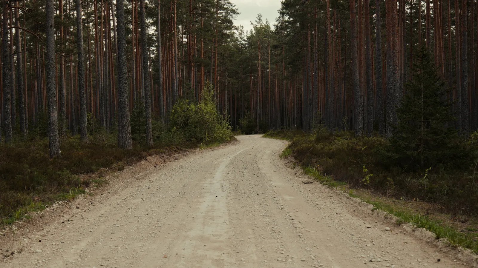 A gravel road running through a stand of tall pines