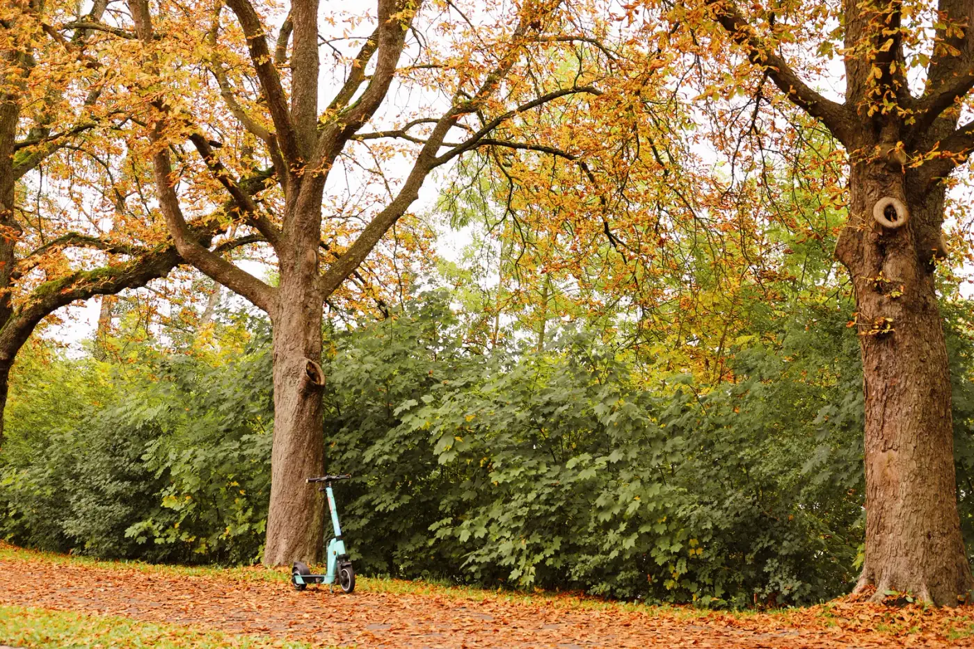 A single electric scooter parked on a leaf-covered path under large autumn trees