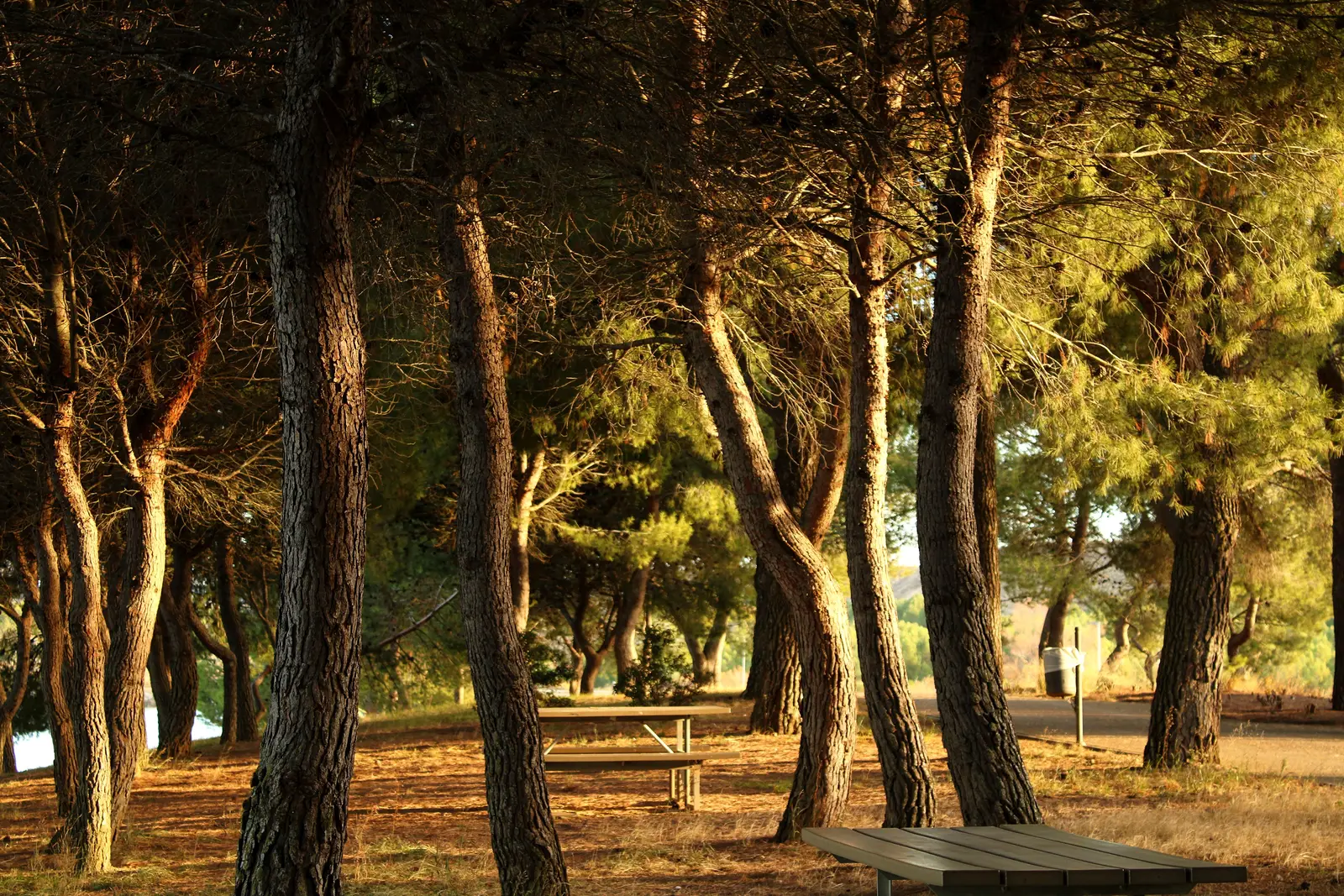 Picnic tables and a trash can among pines beside a paved pull-off in late afternoon light
