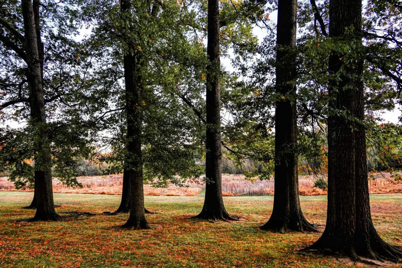 Oak trees over fallen leaves at the edge of a meadow in early fall