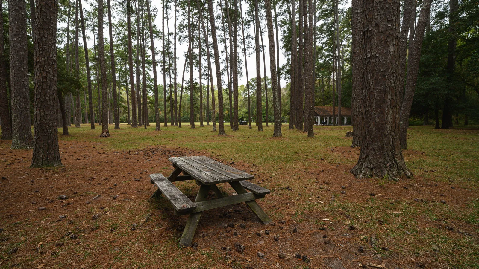 An empty wooden picnic table in an open pine forest at a state park