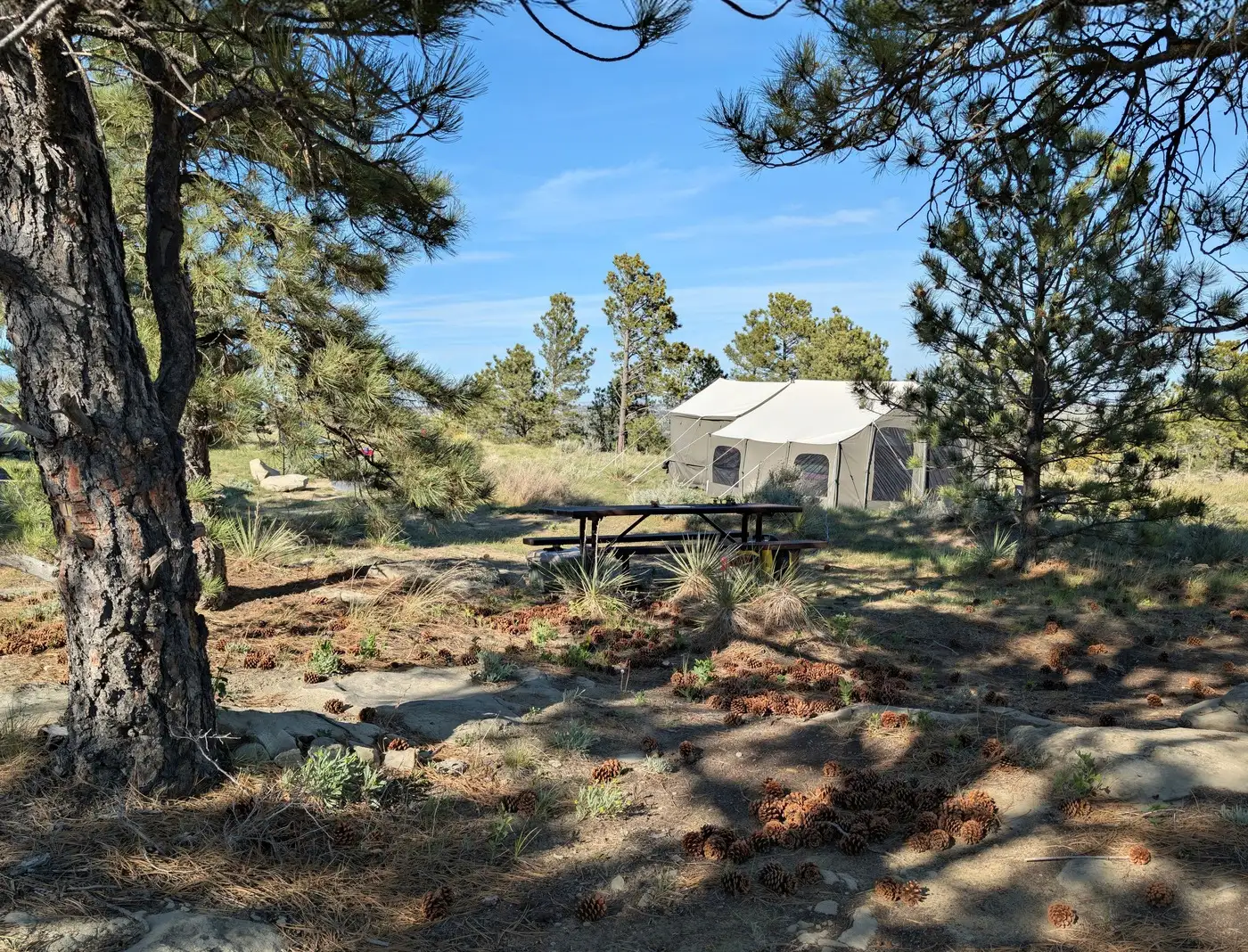 A campsite with a picnic table and a canvas wall tent among ponderosa pines in Montana