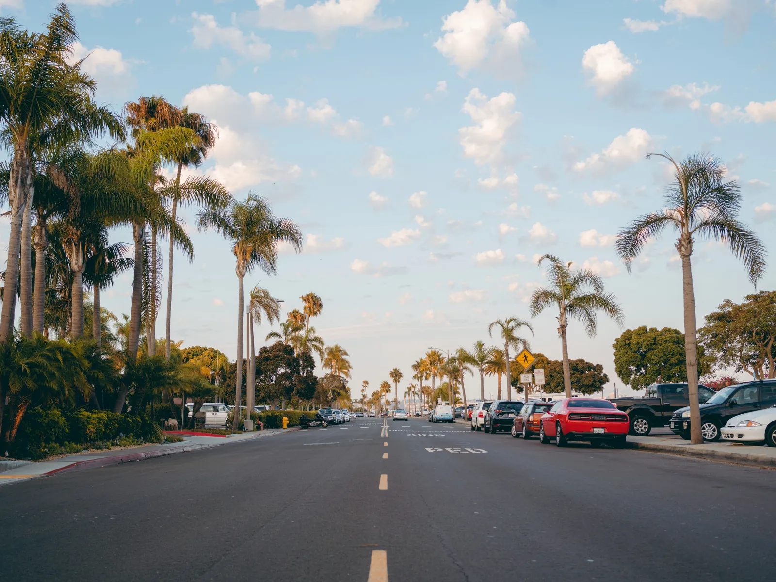 Palm-lined San Diego street with vehicles parked along the curb under a clear sky