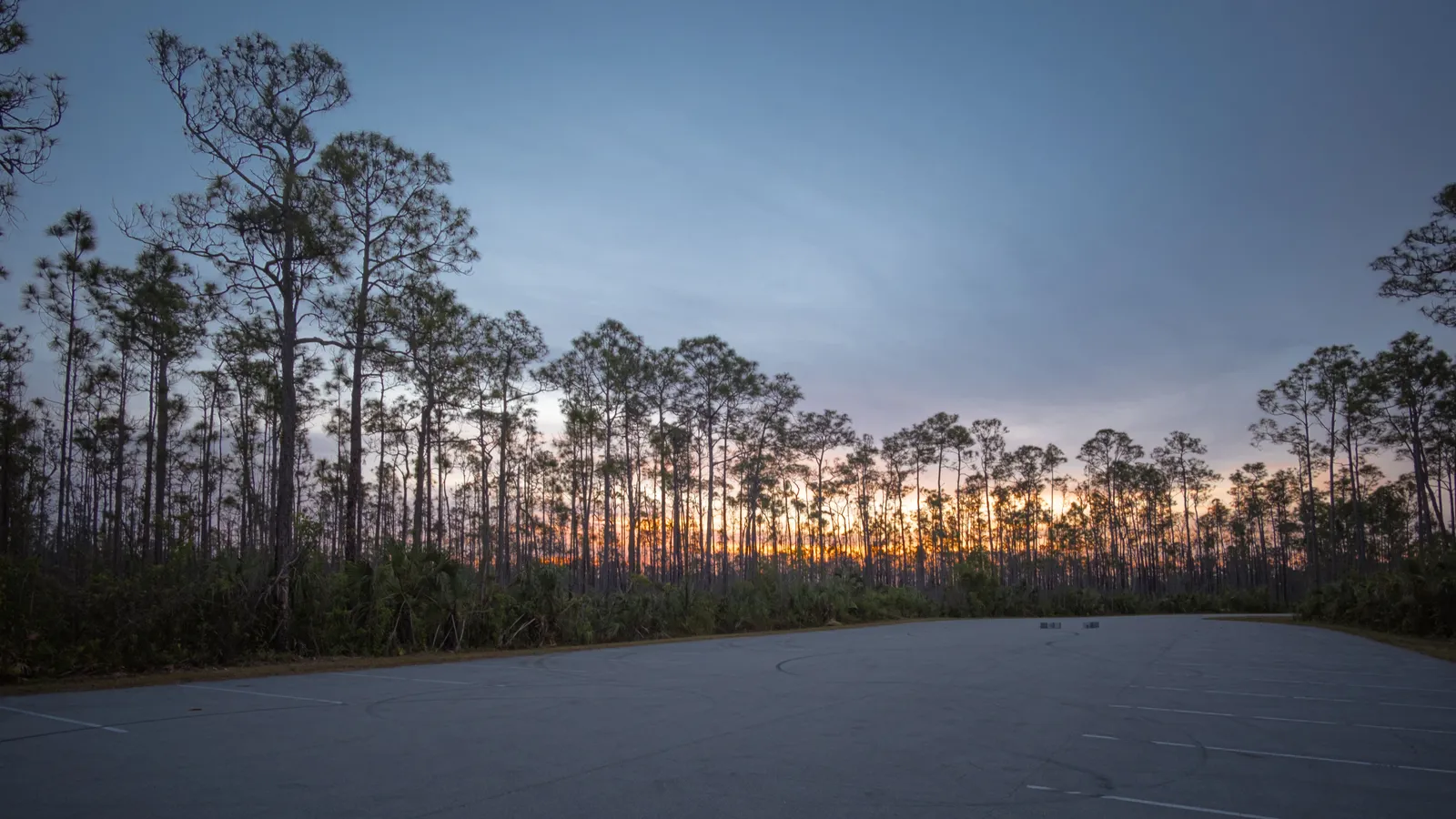 An empty paved parking lot at the edge of a pine forest at dusk