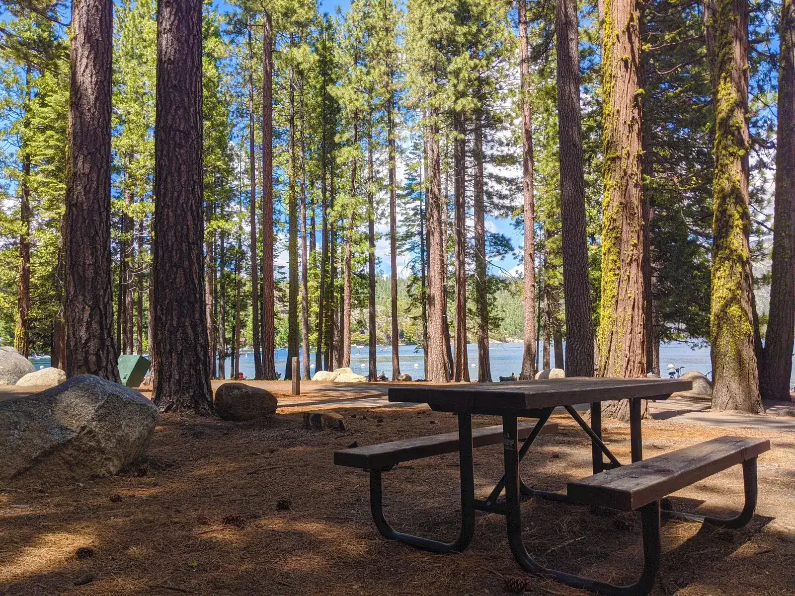A picnic table under tall pines at a lakeside forest campground