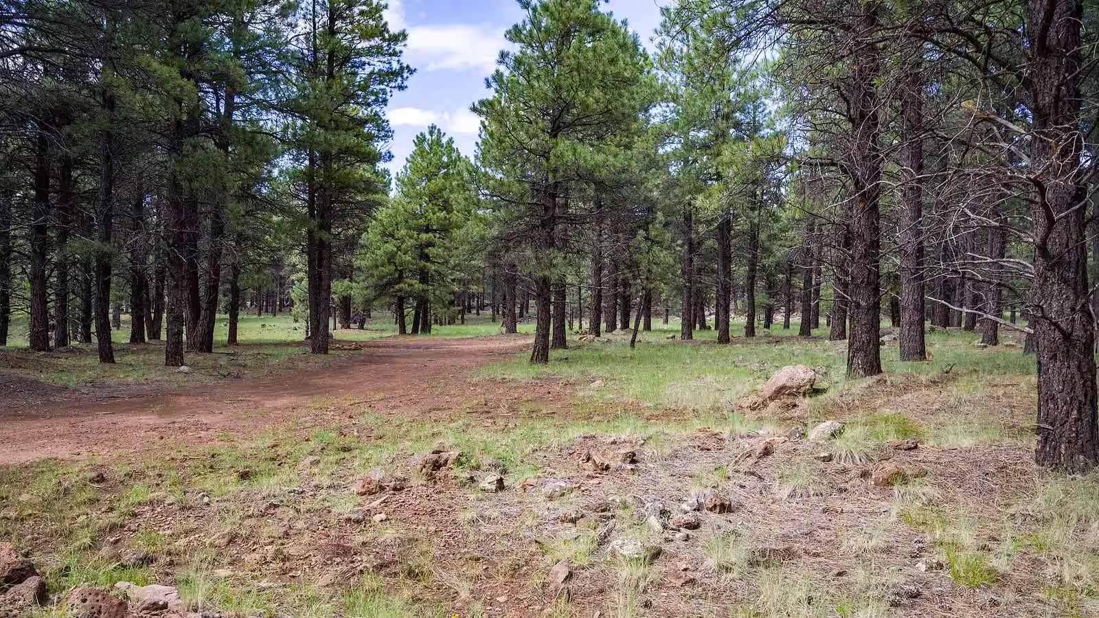 An open dispersed camping area off a forest road in ponderosa pines