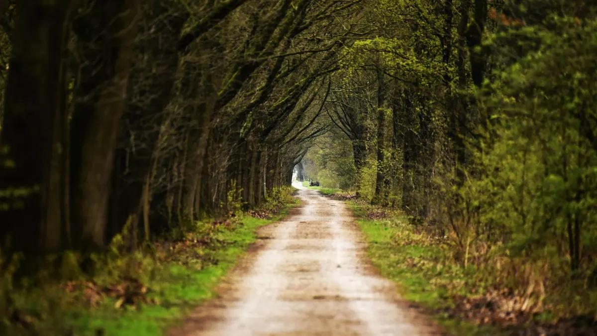 A pullout along a gravel forest road