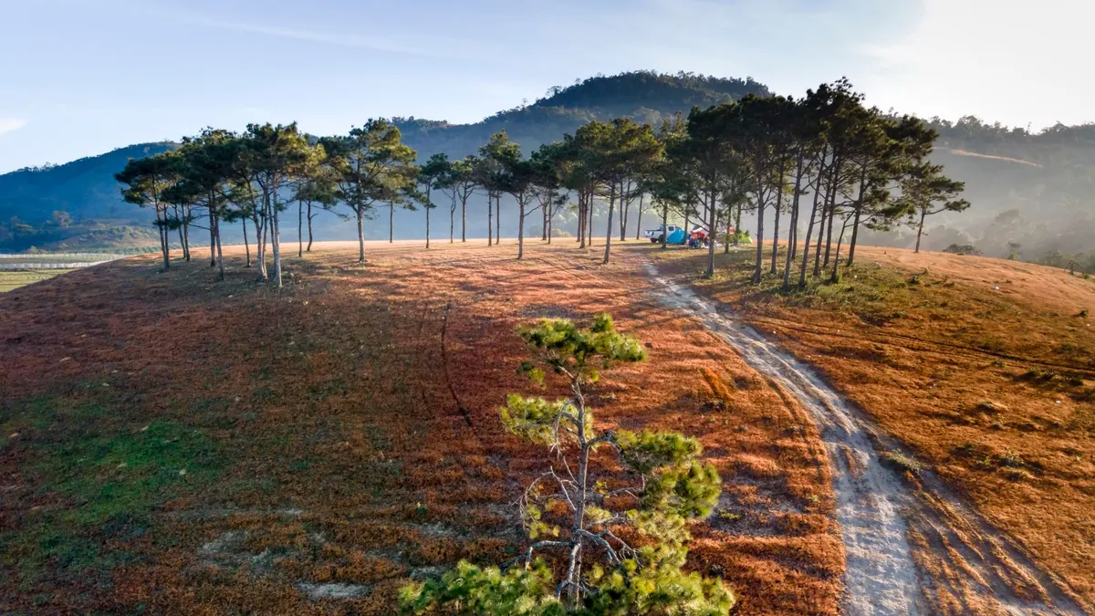 A single tent set up in pines on public land