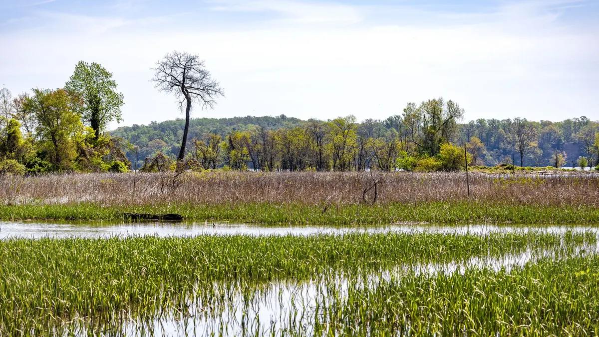 Open wetland and grass on a state wildlife management area