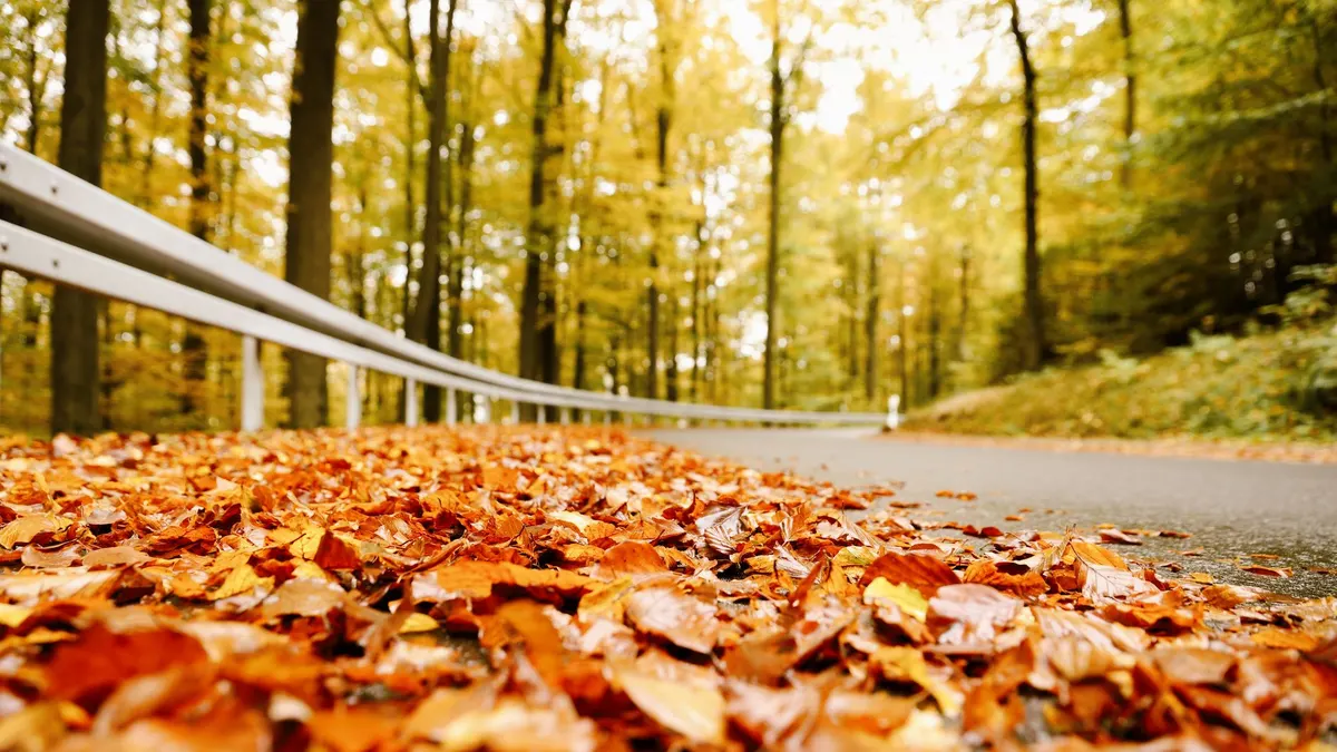 A forest road in fall color